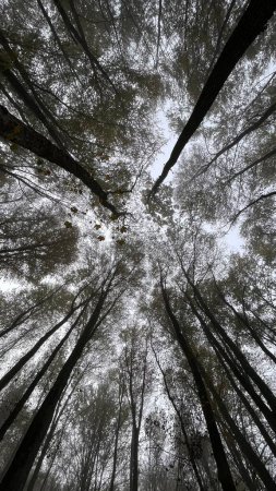 Téléchargez les photos : Foggy arbres forestiers du matin, vue d'en haut. - en image libre de droit