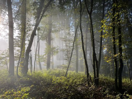 Photo for Misty fog light in morning woods. - Royalty Free Image