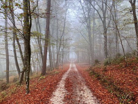 Photo for Sunny fall season forest road with colorful leaves. - Royalty Free Image