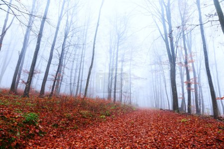 Photo for Foggy autumn forest road covered with red leaves. - Royalty Free Image