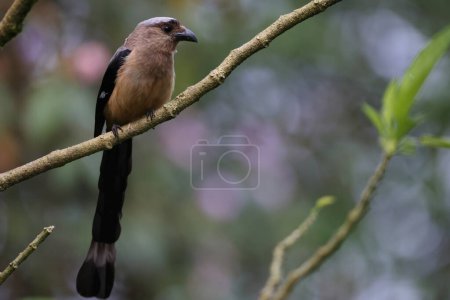 Téléchargez les photos : Arbre de Bornéo (Dendrocitta cinerascens) à Sabah, Bornéo, Malaisie - en image libre de droit