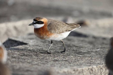 Photo for Lesser Sand Plover (Charadrius mongolus) in Japan - Royalty Free Image
