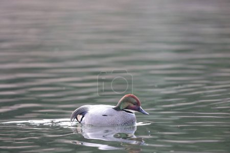 Photo for Falcated duck (Anas falcata) male in Japan - Royalty Free Image