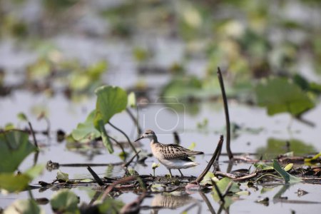 Photo for The ruff (Calidris pugnax) in Japan - Royalty Free Image
