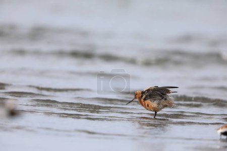 Photo for Bar-tailed Godwit (Limosa lapponica) in Japan - Royalty Free Image