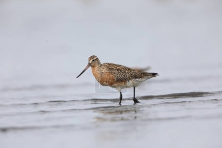 Photo for Bar-tailed Godwit (Limosa lapponica) in Japan - Royalty Free Image