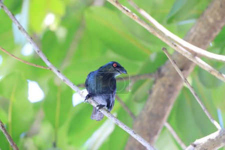Asian Glossy Starling (Aplonis panayensis eustathis) male  in Sabah, North Borneo, Malaysia