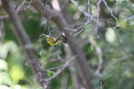 Foto de Prairie Warbler (Dendroica discolor) en Jamaica - Imagen libre de derechos