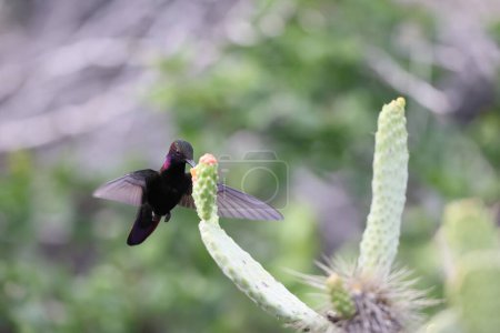 Téléchargez les photos : Mangues de Jamaïque ou colibris de mangue noire (Anthracothorax mango) en Jamaïque - en image libre de droit