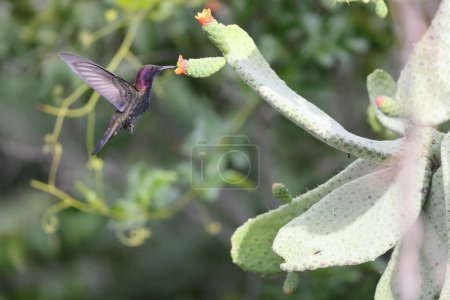 Mangos jamaicanos o colibríes negros de mango (Anthracothorax mango) en Jamaica
