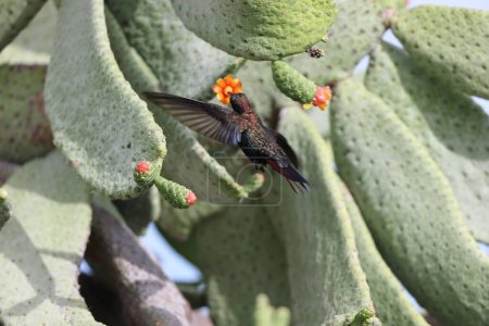 Téléchargez les photos : Mangues de Jamaïque ou colibris de mangue noire (Anthracothorax mango) en Jamaïque - en image libre de droit