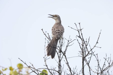 Photo for Northern mockingbird (Mimus polyglottos orpheus) in Jamaica - Royalty Free Image