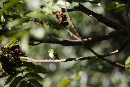 Photo for Jamaican tody (Todus todus), one of the smallest birds in the world - Royalty Free Image
