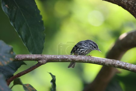 Photo for Arrow-headed Warbler (Dendroica phareta),one of Jamaican endemic species - Royalty Free Image