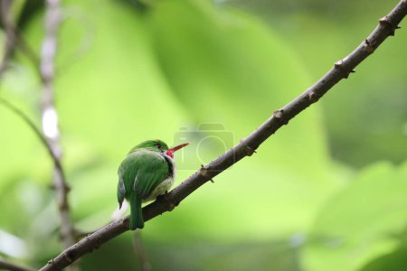 Photo for Jamaican tody (Todus todus), one of the smallest birds in the world - Royalty Free Image