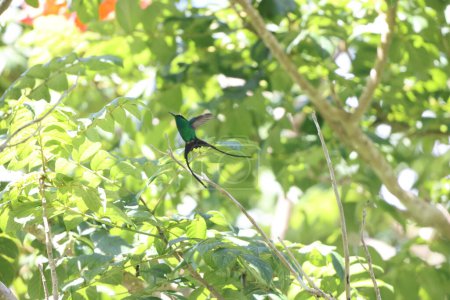 The black-billed streamertail (Trochilus scitulus) is a species of hummingbird in the "emeralds", tribe Trochilini of subfamily Trochilinae.