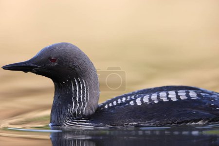 Photo for The Pacific loon or Pacific diver (Gavia pacifica), is a medium-sized member of the loon, or diver, family. - Royalty Free Image