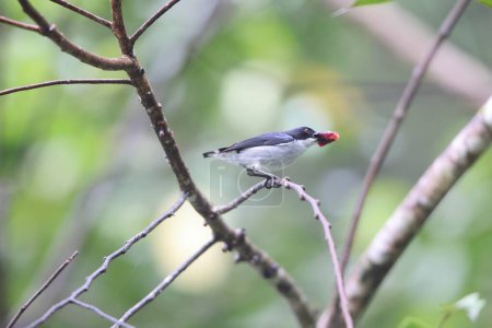 Photo for The bicolored flowerpecker (Dicaeum bicolor) is a species of bird in the family Dicaeidae. It is endemic to the Philippines. - Royalty Free Image