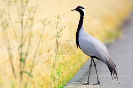 The demoiselle crane (Grus virgo) is a species of crane found in central Eurosiberia, ranging from the Black Sea to Mongolia and Northeast China.