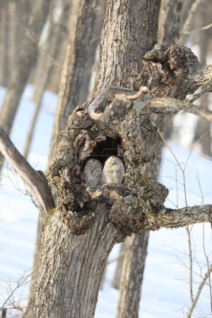 Foto de El búho Ural (Strix uralensis japonica) es un gran búho nocturno. Es un miembro de la verdadera familia de los búhos. Esta foto fue tomada en Hokkaido, Japón - Imagen libre de derechos