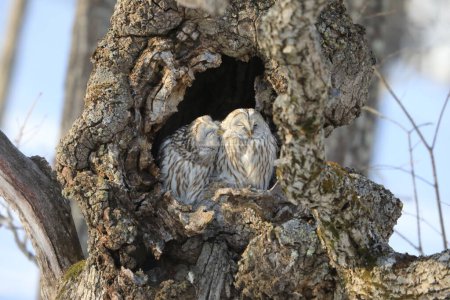 The Ural owl (Strix uralensis japonica) is a large nocturnal owl. It is a member of the true owl family. This photo was taken in Hokkaido, Japan