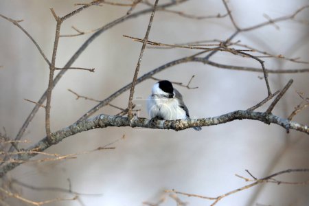 Willow tit (Poecile montanus restrictus) is a passerine bird in the tit family, Paridae. This photo was taken in Japan.