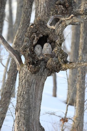 El búho Ural (Strix uralensis japonica) es un gran búho nocturno. Es un miembro de la verdadera familia de los búhos. Esta foto fue tomada en Hokkaido, Japón