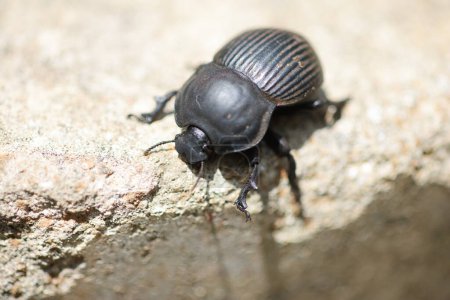 El género Scarabaeus consiste en una serie de especies de escarabajos de estiércol afroeurasiáticos. Esta foto fue tomada en el Parque Nacional Kruger, Sudáfrica.