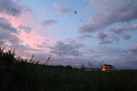 Foto de Granero tragar (Hirundo rustica) millones de bandadas están volando sobre el cielo con Nara Heijo Palace Ruinas fondo - Imagen libre de derechos