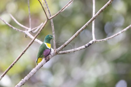 Ptilinopus speciosus es una especie de ave paseriforme de la familia Columbidae. Esta foto fue tomada en la isla de Biak.