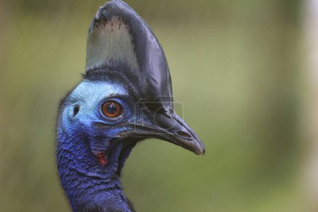 Photo for The northern cassowary (Casuarius unappendiculatus) also known as the one-wattled cassowary is a large, stocky flightless bird of northern New Guinea. This photo was taken in Biak island. - Royalty Free Image