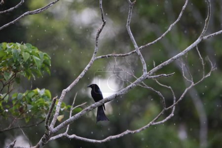 The spangled drongo (Dicrurus bracteatus carbonarius) is a bird of the family Dicruridae. This photo was taken in Biak island.
