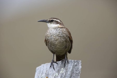 Cinclodes excelsior es una especie de ave paseriforme de la familia Furnariidae en el orden de los Furnariidae. Se encuentra en Colombia y Ecuador.