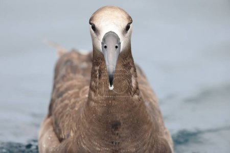 Téléchargez les photos : L'albatros à pieds noirs (Diomedea ou Phoebastria nigripes) est un oiseau de mer de la famille des Diomedeidae. Cette photo a été prise au Japon. - en image libre de droit