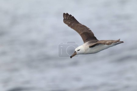 Photo for The black-browed albatross (Thalassarche or Diomedea  melanophris), also known as the black-browed mollymawk is a large seabird of the albatross family Diomedeidae. - Royalty Free Image