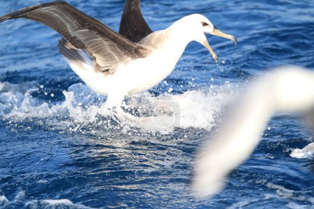 Téléchargez les photos : L'albatros à tête noire (Thalassarche ou Diomedea melanophris), aussi connu sous le nom de mollymawk à tête noire, est un grand oiseau de mer de la famille des Diomedeidae.. - en image libre de droit