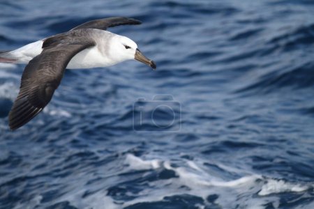 Photo for The black-browed albatross (Thalassarche or Diomedea  melanophris), also known as the black-browed mollymawk is a large seabird of the albatross family Diomedeidae. - Royalty Free Image