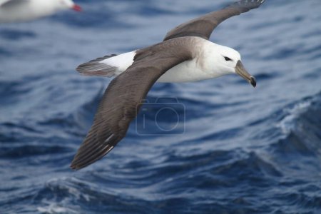 Téléchargez les photos : L'albatros à tête noire (Thalassarche ou Diomedea melanophris), aussi connu sous le nom de mollymawk à tête noire, est un grand oiseau de mer de la famille des Diomedeidae.. - en image libre de droit