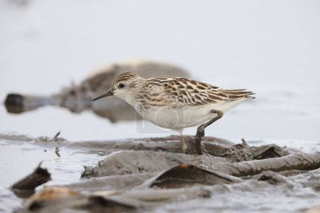 The long-toed stint (Calidris subminuta) is a small wader. The genus name is from Ancient Greek kalidris or skalidris, a term used by Aristotle for some grey-coloured waterside birds.