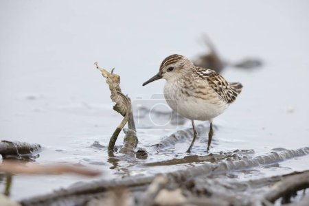The long-toed stint (Calidris subminuta) is a small wader. The genus name is from Ancient Greek kalidris or skalidris, a term used by Aristotle for some grey-coloured waterside birds.
