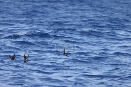 Wilson's storm petrel (Oceanites oceanicus), also known as Wilson's petrel, is a small seabird of the austral storm petrel family Oceanitidae. This photo was taken in Japan.