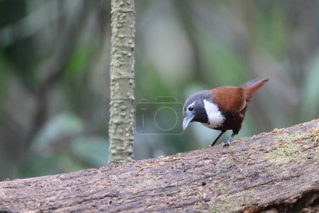 Stachyris thoracica est une espèce d'oiseaux de la famille des Timaliidae. On le trouve à Bali et Java.