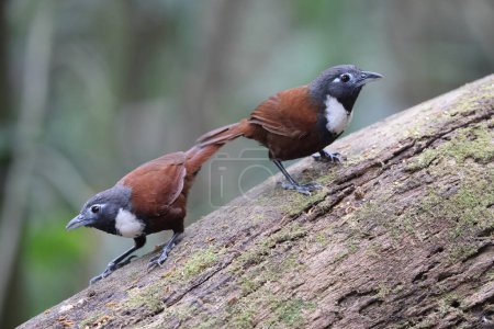 Stachyris thoracica est une espèce d'oiseaux de la famille des Timaliidae. On le trouve à Bali et Java.
