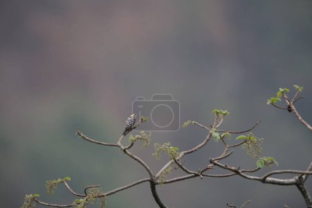 Dendrocopos analis es una especie de ave paseriforme de la familia Picidae. Esta foto fue tomada en la isla de Java.