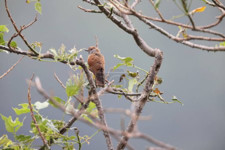 The violet cuckoo (Chrysococcyx xanthorhynchus) is a species of cuckoo in the family Cuculidae. This photo is female, taken in Java island.