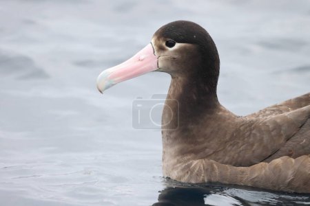 Photo for The short-tailed albatross or Steller's albatross (Phoebastria albatrus) is a large rare seabird from the North Pacific. - Royalty Free Image