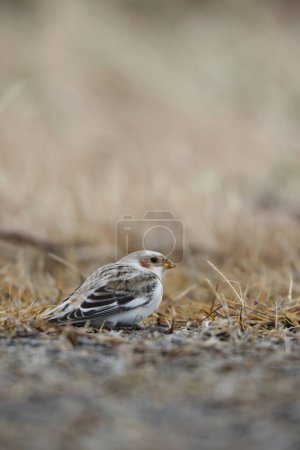 Snow bunting (Plectrophenax nivalis) is a passerine bird in the family Calcariidae. It is an Arctic specialist, with a circumpolar Arctic breeding range throughout the northern hemisphere. This photo was taken in Japan. 