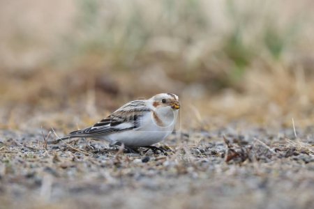 Snow bunting (Plectrophenax nivalis) is a passerine bird in the family Calcariidae. It is an Arctic specialist, with a circumpolar Arctic breeding range throughout the northern hemisphere. This photo was taken in Japan. 