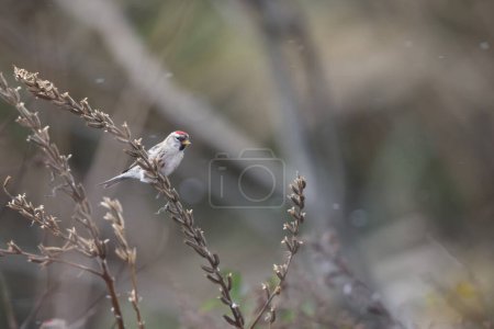 The common redpoll or mealy redpoll (Acanthis flammea) is a species of bird in the finch family. This photo was taken in Japan.