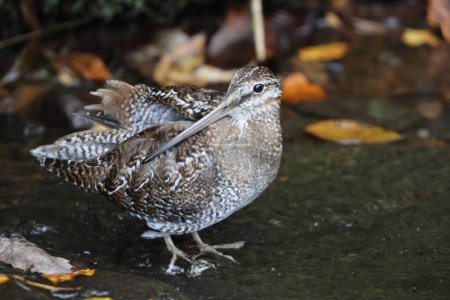 The solitary snipe (Gallinago solitaria) is a small stocky wader. It is found in the Palearctic from northeast Iran to Japan and Korea. This photo was taken in Japan.